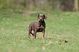 DOBERMANN 299